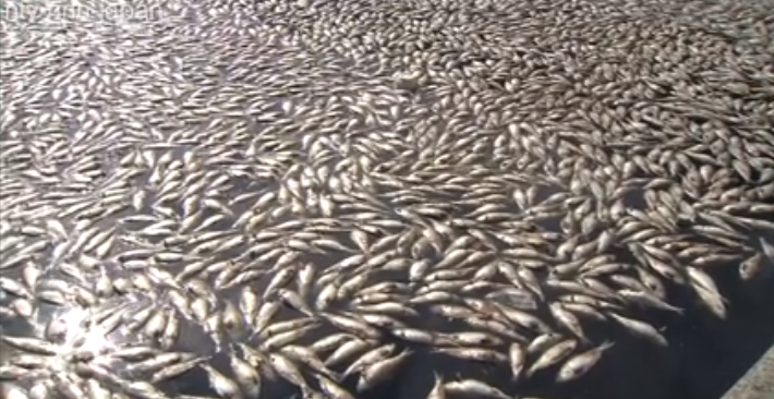 100,000 fish die in Nagoya canal