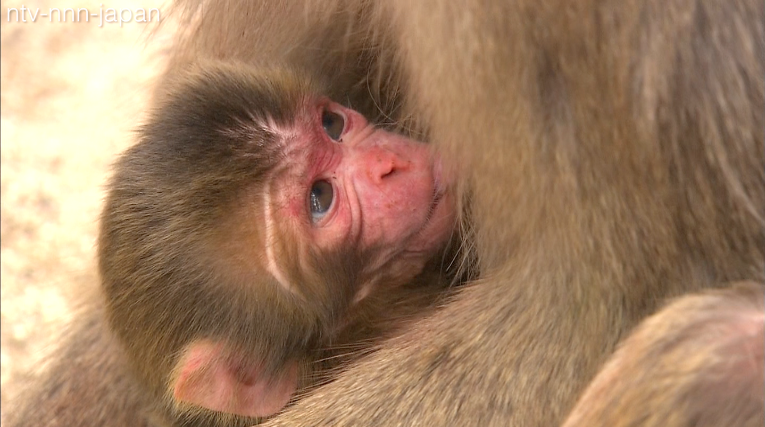 Zoo draws fire after naming monkey Charlotte