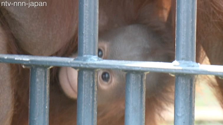 Summer arrives at northernmost zoo