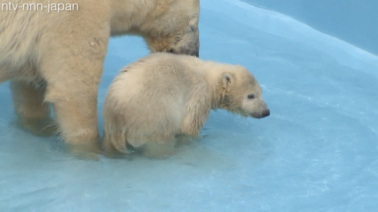 Baby polar bear's first splash