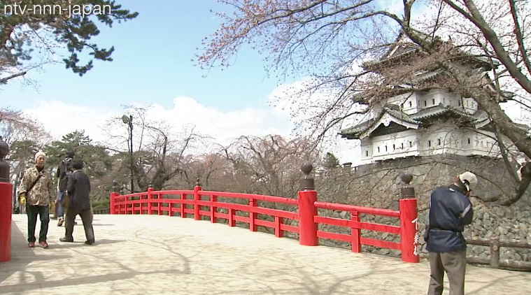 Cherries bloom early at Hirosaki Castle