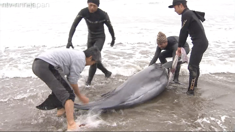 Nearly 150 dolphins beach in Ibaraki