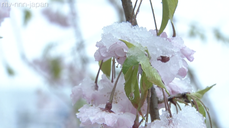 Tokyo gets first April snow in five years
