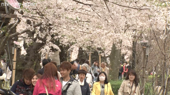Strong winds create 'blossom-storm'