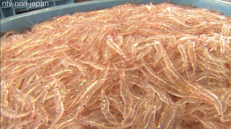 Glass shrimp catch signals spring