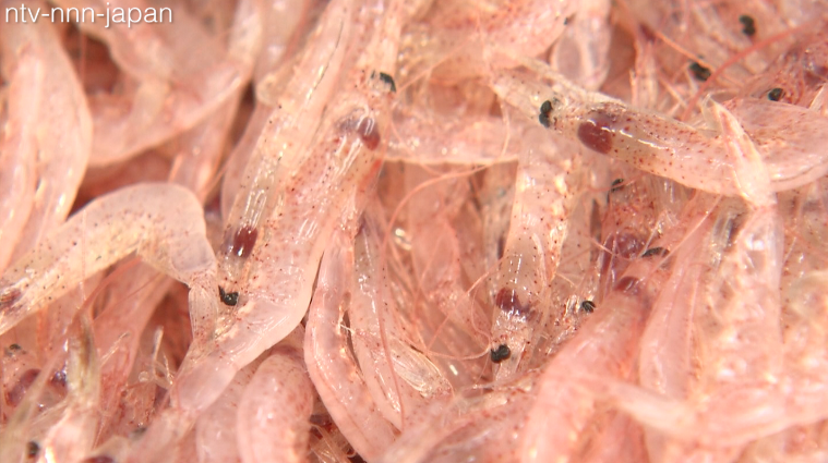 Cherry shrimp season off to weak start