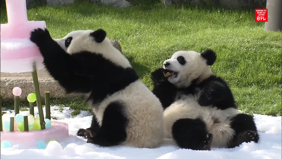 Twin pandas celebrate 1st birthday