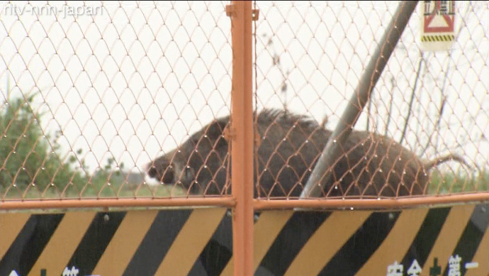 Boar-ing start to the week in Hiroshima