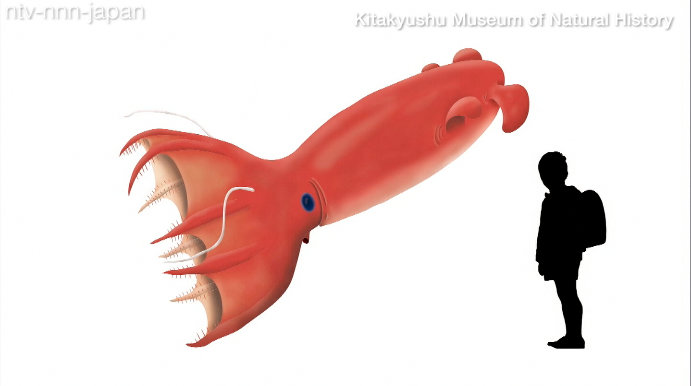 New fossils point to gigantic squids, octopuses  