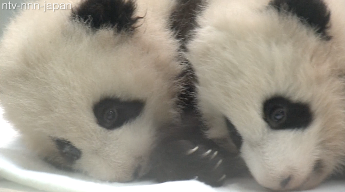 Twin female pandas celebrate Girls' Day 