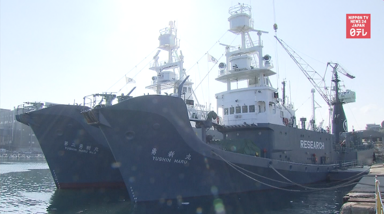 Whaling fleet returns to sea