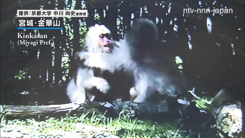 Taking a hint from monkeys