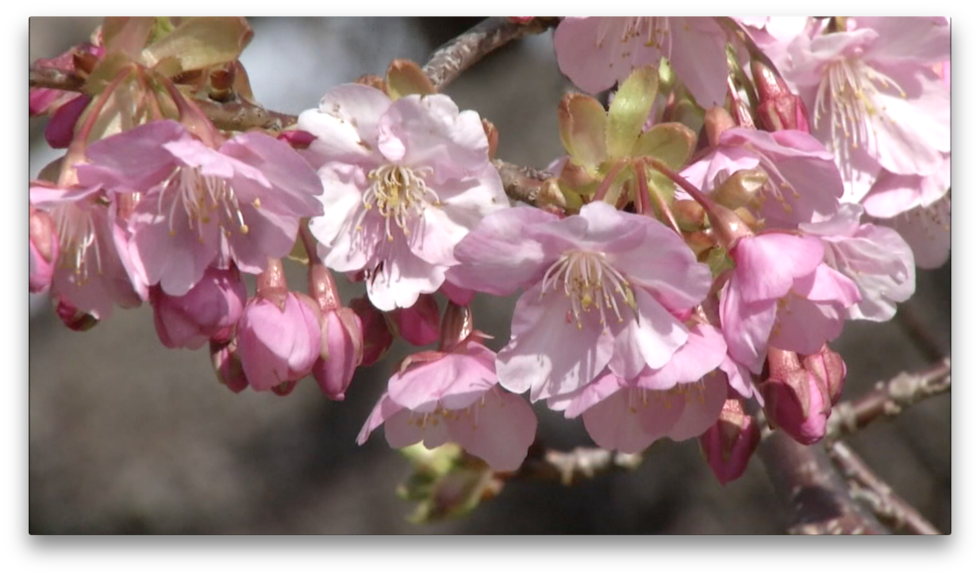 The first cherry blossoms