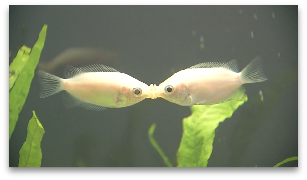 Smooching fish