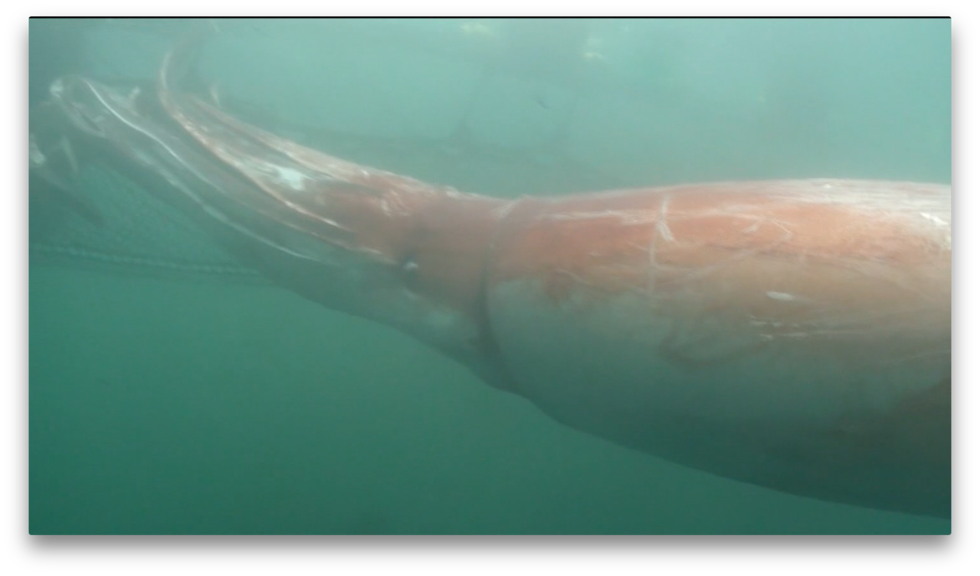 Another giant squid spotted