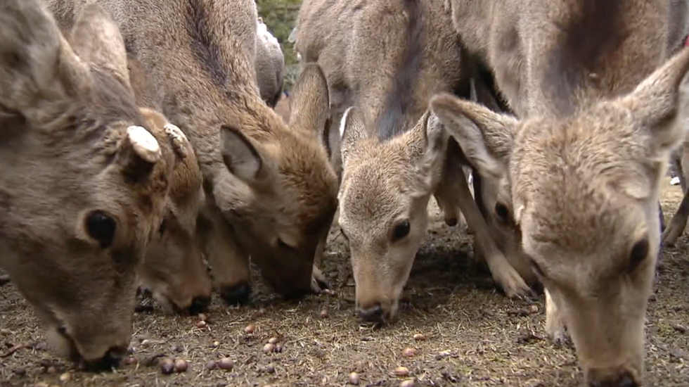 Deer-feeding event held in Nara Park