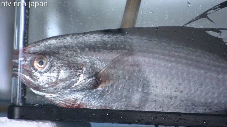 Rare fish brought in alive 