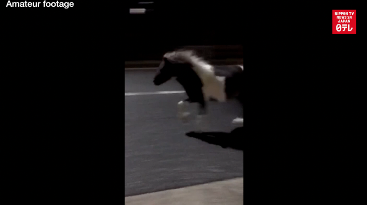 Pony runs loose in Shibuya 