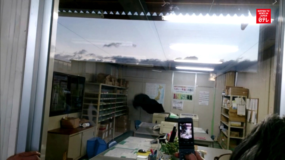 Bear breaks into office