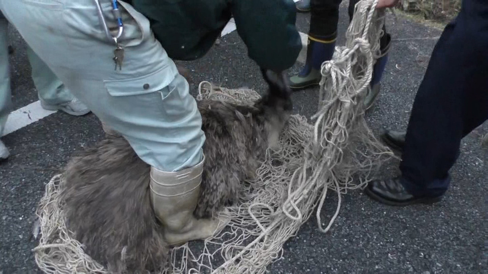 Theme park manager bags runaway emu