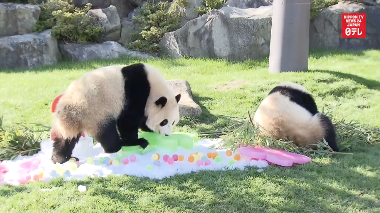 Twin giant pandas turn 2