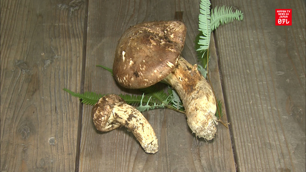 Giant matsutake mushroom auctioned in Kumamoto