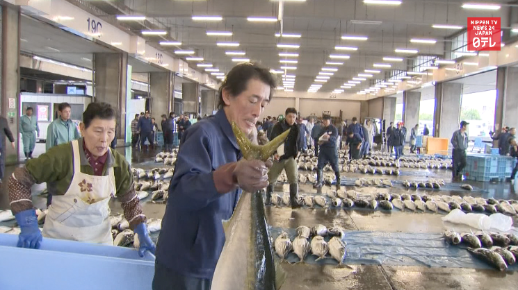 First winter yellowtail auction has mouths watering 