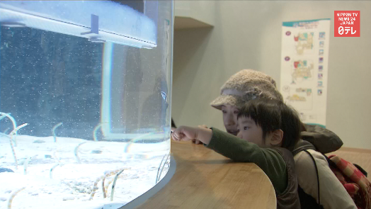 November 11th is spotted eel day