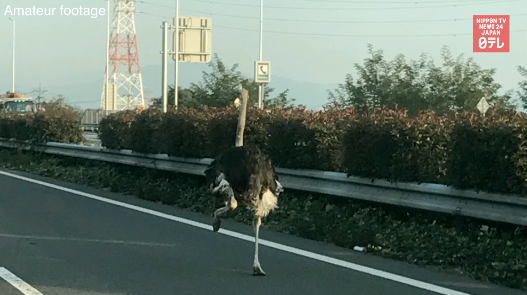 Ostrich takes police on wild goose chase