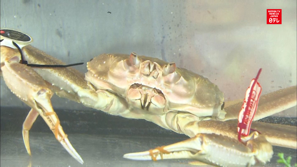Crab fetches record bid