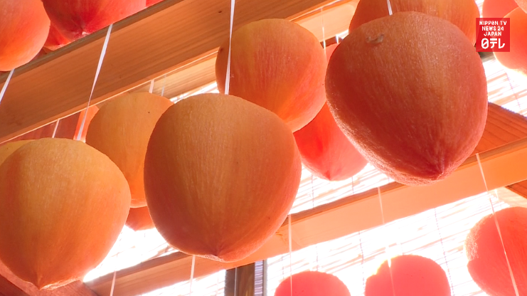 Drying the perfect persimmon 
