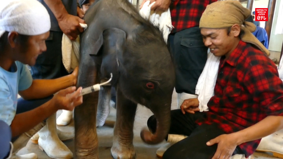 39-year-old elephant gives birth