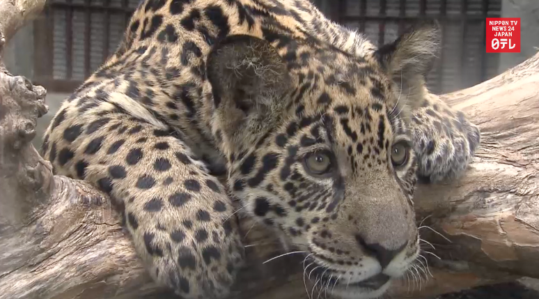 Twin jaguar cubs back in the limelight 