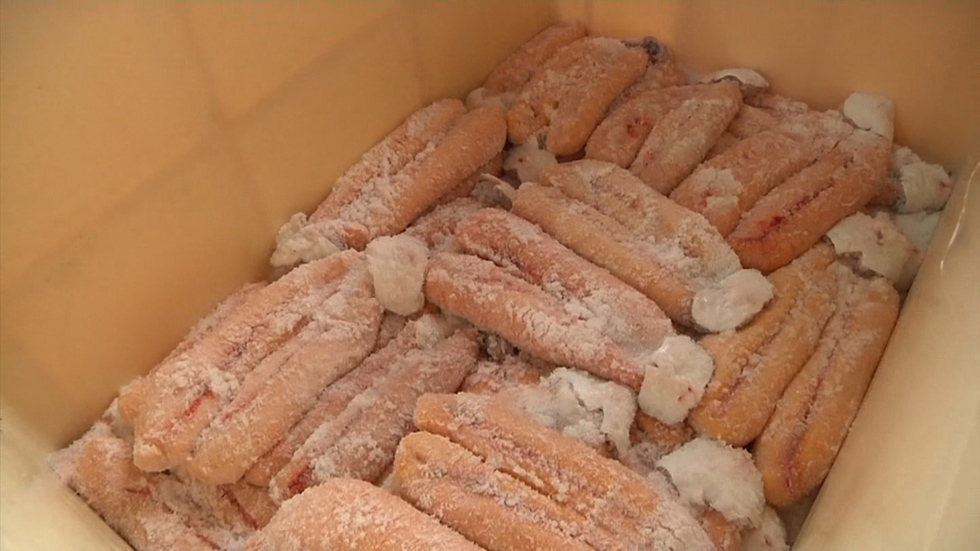 Grey mullet season opens