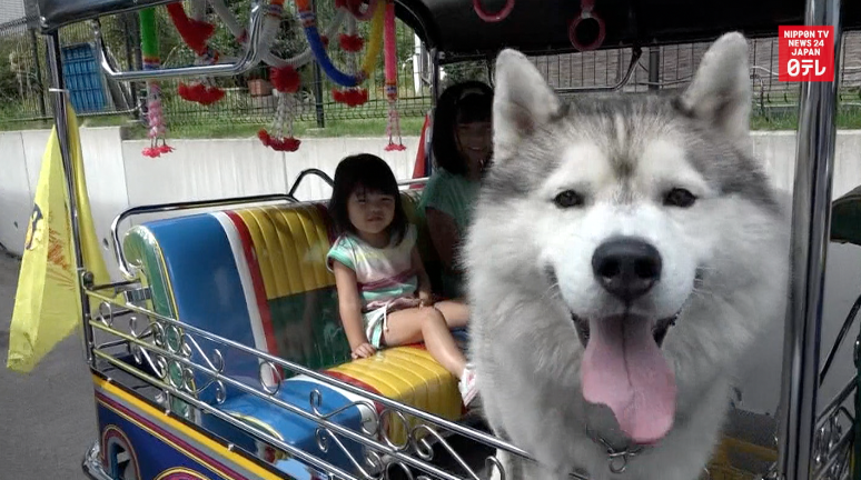 Tuktuks the rage in central Japan