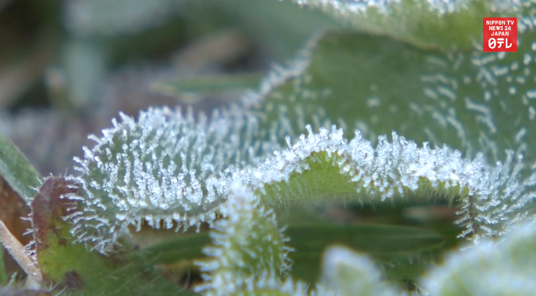 First frost graces central Hokkaido town   