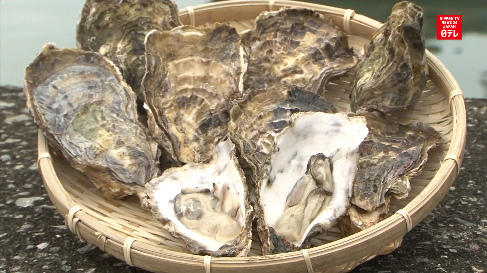 Oyster season starts