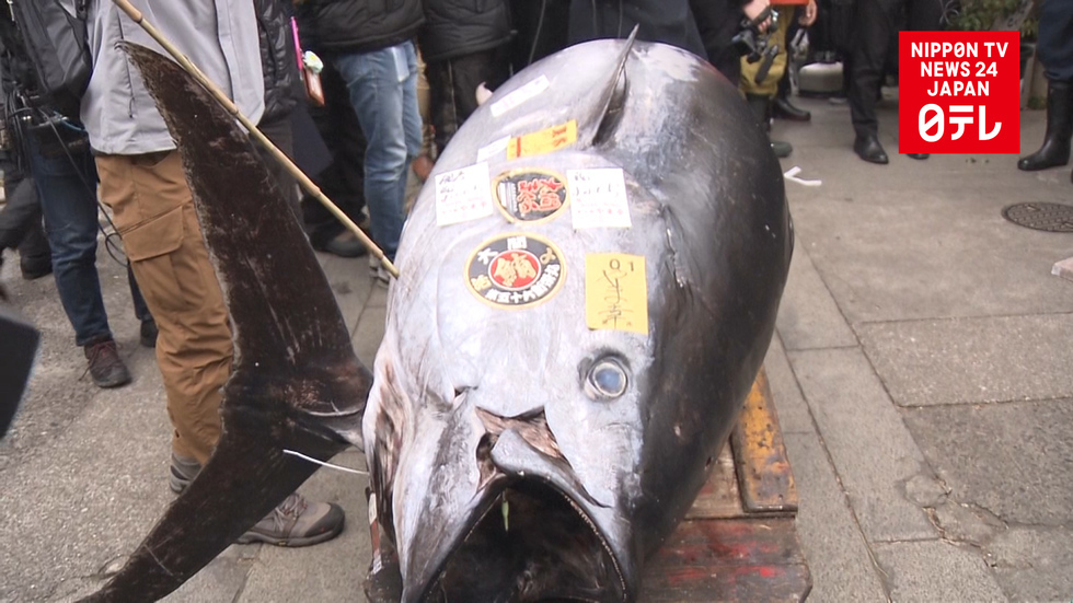 Tuna tops $300K at final Tsukiji New Year auction