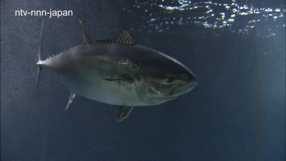 Aquarium seeks return of tuna after mass extinction