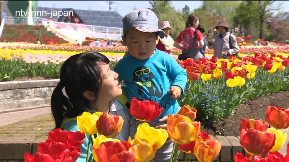 Dazzling tulip display in Toyama