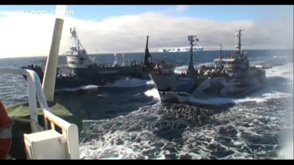 Sea Shepherd to pay damages to Japan whaling body