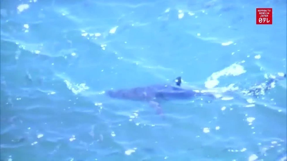 Shark sightings prompt swimming ban