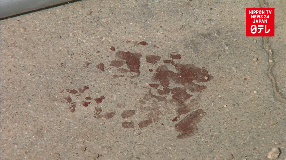 Wild boar terrorizes town