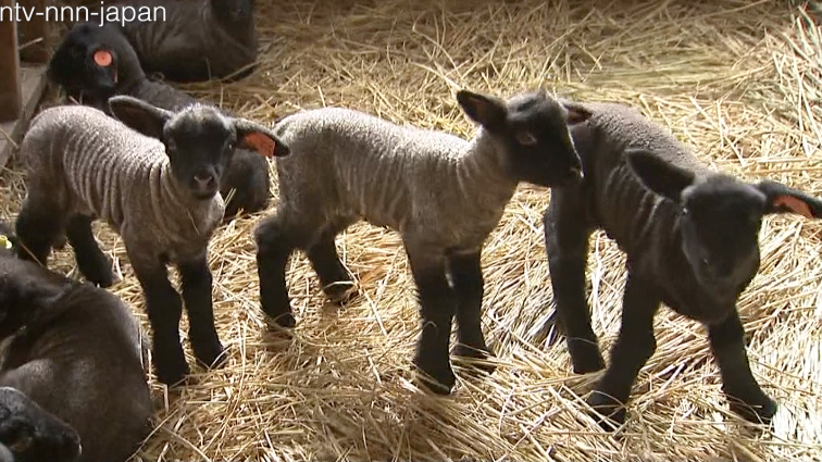 Lamb boom in Year of the Sheep