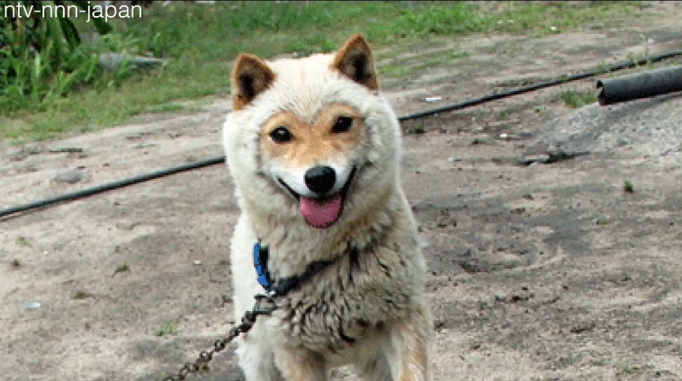 Year of the sheep (dog)