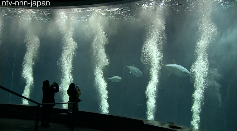 Mysterious tuna die-off hits Tokyo aquarium
