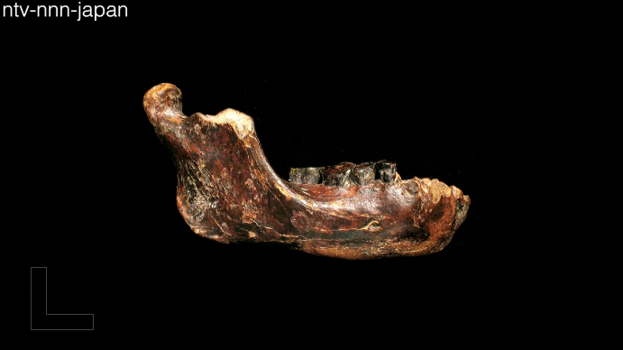 New fossil may alter theories on early man in Asia