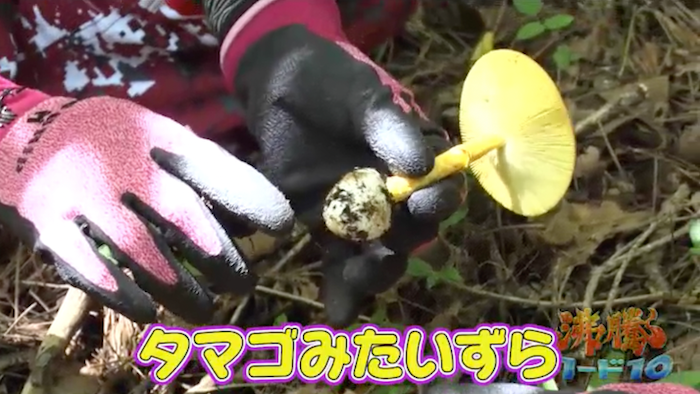 百田夏菜子＆朝日奈央 タケノコ王の“鬼嫁”と幻の食材「山の白雪姫