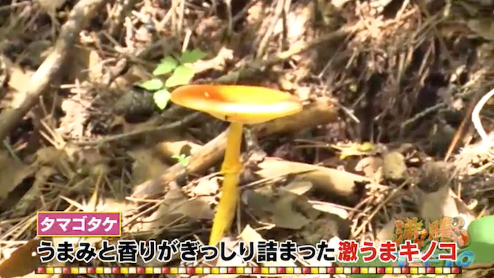 キノコノキノコノ様用テレビ キノコノキノコノ様用テレビ e6912d1003f815d98ed312a23eb350