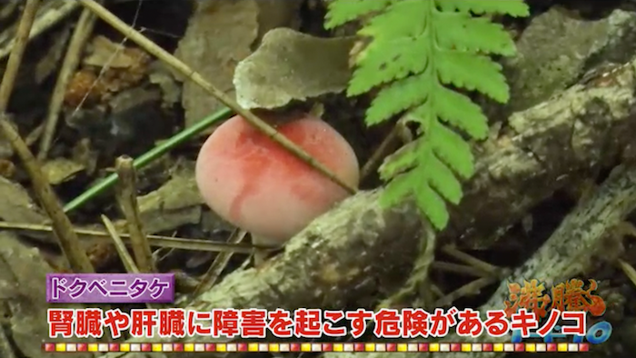 百田夏菜子＆朝日奈央 タケノコ王の“鬼嫁”と幻の食材「山の白雪姫